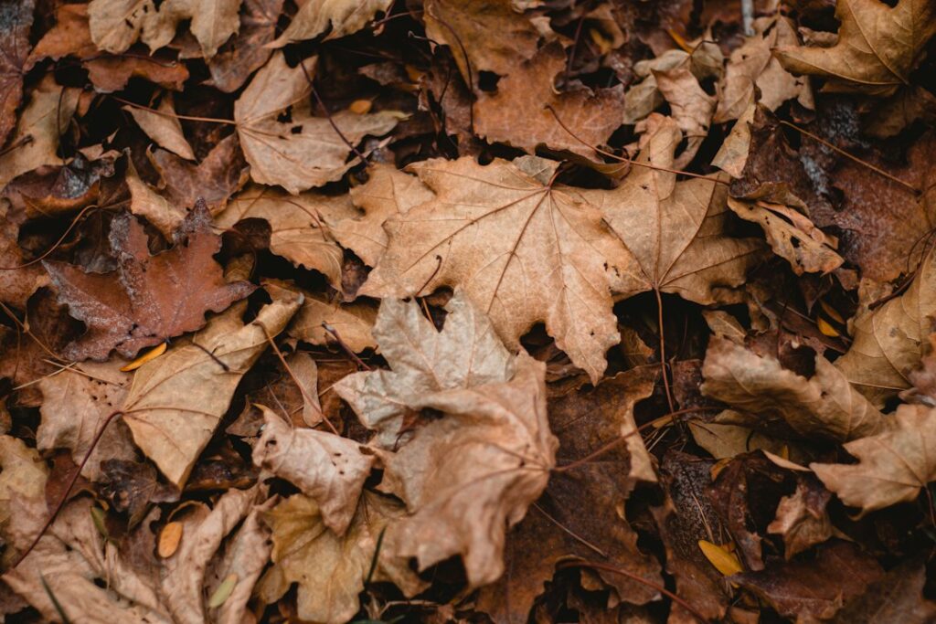 Dried brown leaves, like the dried patchouli leaves distilled for perfume oil