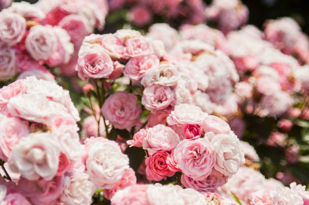 Pink roses in bloom