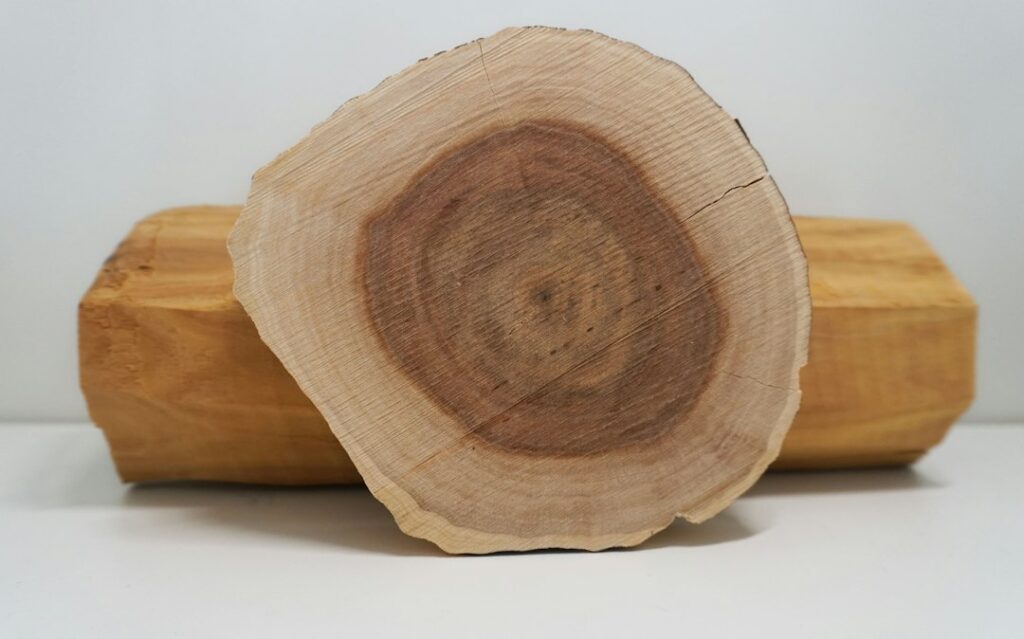 Cross-section of sandalwood showing its growth rings